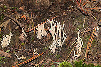 White Coral Fungus (Clavulina coralloides) Growing on a moist hillside on a densely forested trail. Parasitized by Helminthosphaeria clavariarum.<br />
https://www.jungledragon.com/image/101130/white_coral_fungus_clavulina_coralloides.html<br />
https://www.jungledragon.com/image/101132/helminthosphaeria_clavariarum.html Clavulina cristata,Geotagged,Summer,United States,White coral fungus