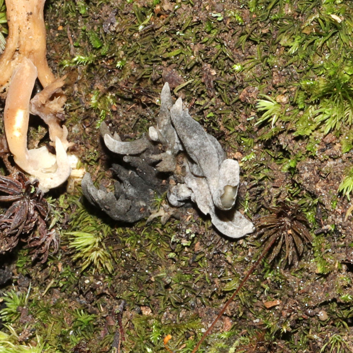Helminthosphaeria clavariarum Parasitic fungus on Clavulina coralloides.<br />
<figure class="photo"><a href="https://www.jungledragon.com/image/101130/white_coral_fungus_clavulina_coralloides.html" title="White Coral Fungus (Clavulina coralloides)"><img src="https://s3.amazonaws.com/media.jungledragon.com/images/3231/101130_thumb.jpg?AWSAccessKeyId=05GMT0V3GWVNE7GGM1R2&Expires=1767225610&Signature=9Sbn0eNyn09diqBI2RzAOctiB8U%3D" width="200" height="134" alt="White Coral Fungus (Clavulina coralloides) Growing on a moist hillside on a densely forested trail. Parasitized by Helminthosphaeria clavariarum. <br />
https://www.jungledragon.com/image/101131/white_coral_fungus_clavulina_coralloides.html<br />
https://www.jungledragon.com/image/101132/helminthosphaeria_clavariarum.html Clavulina cristata,Geotagged,Summer,United States,White coral fungus" /></a></figure><br />
<figure class="photo"><a href="https://www.jungledragon.com/image/101131/white_coral_fungus_clavulina_coralloides.html" title="White Coral Fungus (Clavulina coralloides)"><img src="https://s3.amazonaws.com/media.jungledragon.com/images/3231/101131_thumb.jpg?AWSAccessKeyId=05GMT0V3GWVNE7GGM1R2&Expires=1767225610&Signature=4RZuIEZUHr7Qd%2BP4vQYbgv%2Ftm8M%3D" width="200" height="134" alt="White Coral Fungus (Clavulina coralloides) Growing on a moist hillside on a densely forested trail. Parasitized by Helminthosphaeria clavariarum.<br />
https://www.jungledragon.com/image/101130/white_coral_fungus_clavulina_coralloides.html<br />
https://www.jungledragon.com/image/101132/helminthosphaeria_clavariarum.html Clavulina cristata,Geotagged,Summer,United States,White coral fungus" /></a></figure> Geotagged,Helminthosphaeria clavariarum,United States
