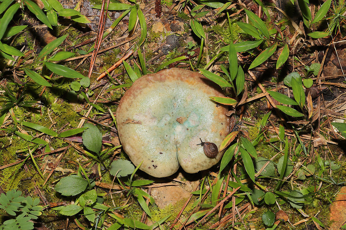 A Snail Kissing Lactarius paradoxus Butt! Growing in a meadowy clearing of a dense mixed forest. I couldn&#039;t resist sharing this funny shot!<br />
<figure class="photo"><a href="https://www.jungledragon.com/image/101244/tiny_snail_on_lactarius_paradoxus_gills.html" title="Tiny Snail on Lactarius paradoxus Gills"><img src="https://s3.amazonaws.com/media.jungledragon.com/images/3231/101244_thumb.jpg?AWSAccessKeyId=05GMT0V3GWVNE7GGM1R2&Expires=1759968010&Signature=EGieMw%2FHvDBSh9K4Dxo5vUWXCFA%3D" width="200" height="134" alt="Tiny Snail on Lactarius paradoxus Gills Growing in a meadowy clearing of a dense mixed forest. I couldn&#039;t resist sharing this funny shot! <br />
https://www.jungledragon.com/image/101243/a_snail_kissing_lactarius_paradoxus_butt.html Geotagged,Lactarius paradoxus,Summer,United States" /></a></figure> Geotagged,Lactarius paradoxus,Summer,United States