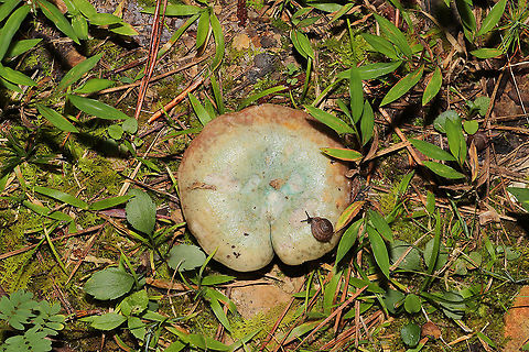 A Snail Kissing Lactarius paradoxus Butt! Growing in a meadowy clearing of a dense mixed forest. I couldn't resist sharing this funny shot!
https://www.jungledragon.com/image/101244/tiny_snail_on_lactarius_paradoxus_gills.html Geotagged,Lactarius paradoxus,Summer,United States