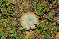 A Snail Kissing Lactarius paradoxus Butt! Growing in a meadowy clearing of a dense mixed forest. I couldn't resist sharing this funny shot!<br />
https://www.jungledragon.com/image/101244/tiny_snail_on_lactarius_paradoxus_gills.html Geotagged,Lactarius paradoxus,Summer,United States