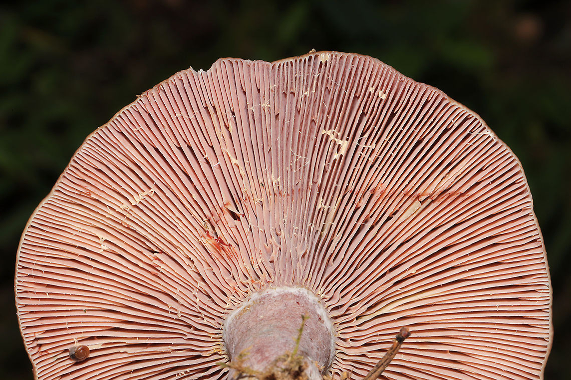 Tiny Snail on Lactarius paradoxus Gills Growing in a meadowy clearing of a dense mixed forest. I couldn&#039;t resist sharing this funny shot! <br />
<figure class="photo"><a href="https://www.jungledragon.com/image/101243/a_snail_kissing_lactarius_paradoxus_butt.html" title="A Snail Kissing Lactarius paradoxus Butt!"><img src="https://s3.amazonaws.com/media.jungledragon.com/images/3231/101243_thumb.jpg?AWSAccessKeyId=05GMT0V3GWVNE7GGM1R2&Expires=1767225610&Signature=MORcdlS6C15PWdjm%2F%2BtVQrwKCf4%3D" width="200" height="134" alt="A Snail Kissing Lactarius paradoxus Butt! Growing in a meadowy clearing of a dense mixed forest. I couldn&#039;t resist sharing this funny shot!<br />
https://www.jungledragon.com/image/101244/tiny_snail_on_lactarius_paradoxus_gills.html Geotagged,Lactarius paradoxus,Summer,United States" /></a></figure> Geotagged,Lactarius paradoxus,Summer,United States
