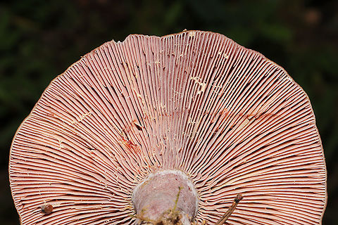 Tiny Snail on Lactarius paradoxus Gills Growing in a meadowy clearing of a dense mixed forest. I couldn't resist sharing this funny shot! 
https://www.jungledragon.com/image/101243/a_snail_kissing_lactarius_paradoxus_butt.html Geotagged,Lactarius paradoxus,Summer,United States