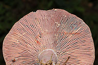 Tiny Snail on Lactarius paradoxus Gills Growing in a meadowy clearing of a dense mixed forest. I couldn't resist sharing this funny shot! <br />
https://www.jungledragon.com/image/101243/a_snail_kissing_lactarius_paradoxus_butt.html Geotagged,Lactarius paradoxus,Summer,United States