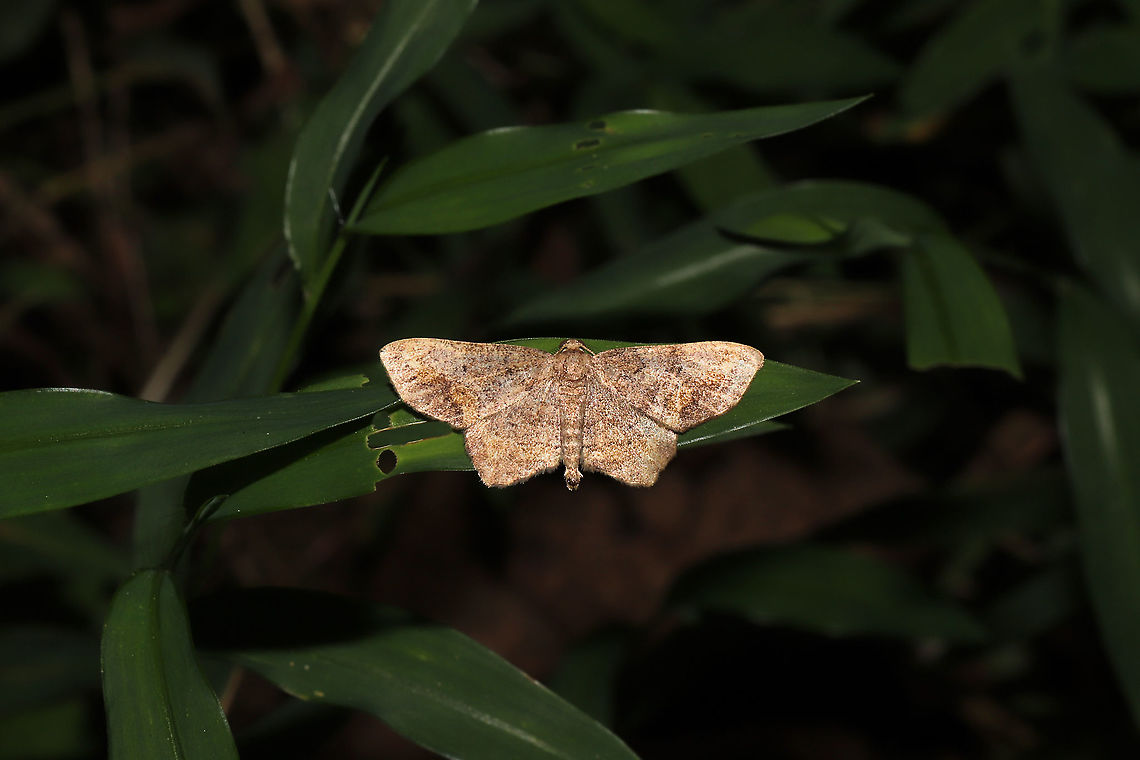 Hypagyrtis unipunctata? Moth at the edge of a dense mixed forest. This one looks familiar, but I can't remember right off hand. Will work on this ID later. Geotagged,Hypagyrtis unipunctata,One-spotted variant moth,Summer,United States