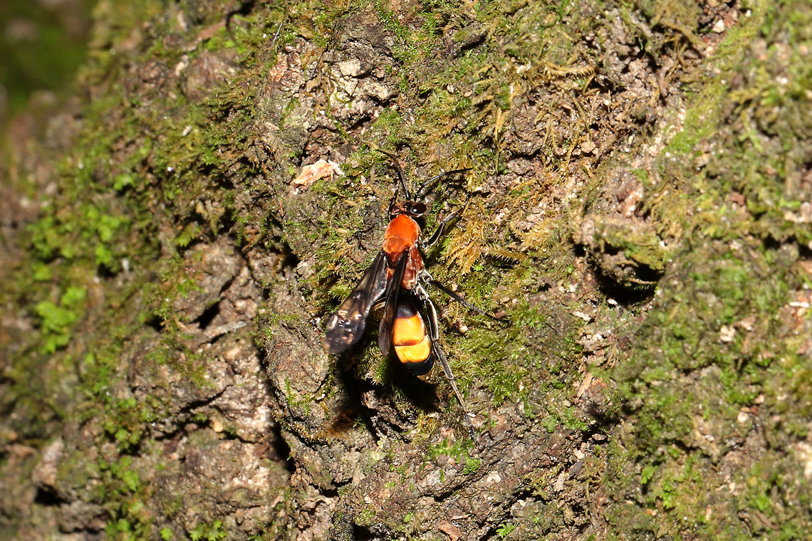 Psorthaspis mariae Really bad shot but I could not keep up with this fast wasp! Crawling at the base of an OLD oak tree in a dense mixed forest. Geotagged,Psorthaspis mariae,Summer,United States