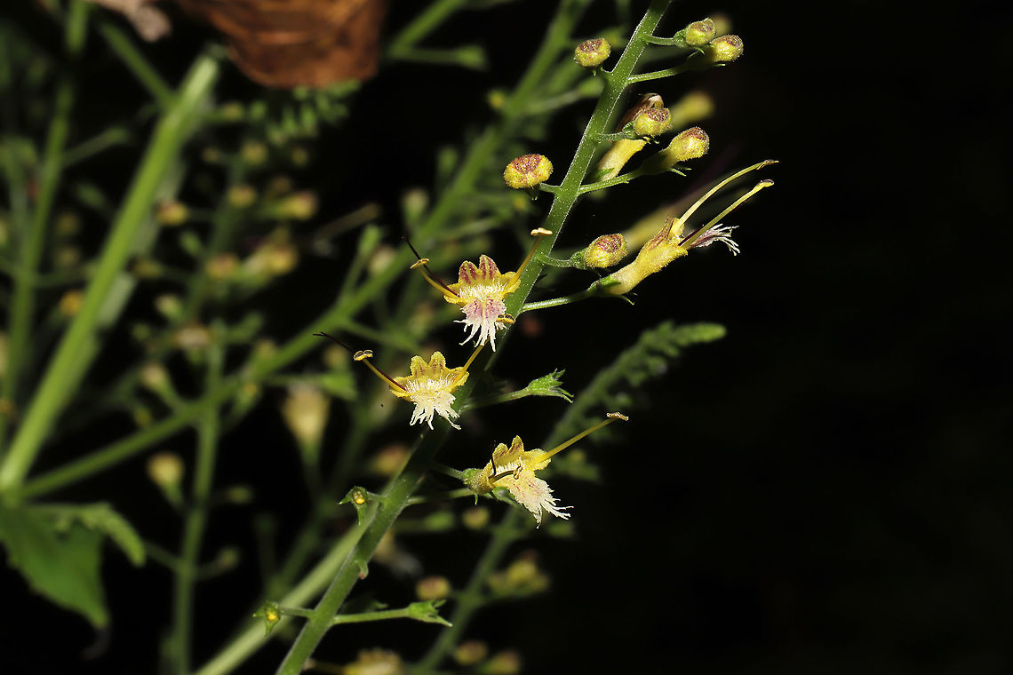 Citronella Horse Balm (Collinsonia canadensis) Growing near a seasonal stream on a woodland trail.<br />
<figure class="photo"><a href="https://www.jungledragon.com/image/101435/citronella_horse_balm_collinsonia_canadensis.html" title="Citronella Horse Balm (Collinsonia canadensis)"><img src="https://s3.amazonaws.com/media.jungledragon.com/images/3231/101435_thumb.jpg?AWSAccessKeyId=05GMT0V3GWVNE7GGM1R2&Expires=1759968010&Signature=t2DSH7sMCBymQ%2FND9XtTEEgRuQw%3D" width="102" height="152" alt="Citronella Horse Balm (Collinsonia canadensis) Growing near a seasonal stream on a woodland trail. <br />
https://www.jungledragon.com/image/101434/citronella_horse_balm_collinsonia_canadensis.html Collinsonia canadensis,Geotagged,Richweed,Summer,United States" /></a></figure> Collinsonia canadensis,Geotagged,Richweed,Summer,United States