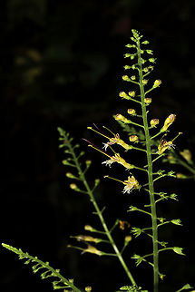 Citronella Horse Balm (Collinsonia canadensis) Growing near a seasonal stream on a woodland trail. 
https://www.jungledragon.com/image/101434/citronella_horse_balm_collinsonia_canadensis.html Collinsonia canadensis,Geotagged,Richweed,Summer,United States