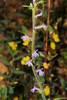Downy Lobelia (Lobelia puberula) Growing in abundance alongside partridge pea at a dense mixed forest edge. Downy lobelia,Geotagged,Lobelia puberula,Summer,United States