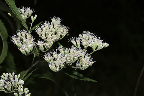 Late Boneset (Eupatorium serotinum) Forgot to look at a few features, so this ID is tentative.
Growing at a mixed forest edge. Eupatorium serotinum,Geotagged,Late boneset,Summer,United States