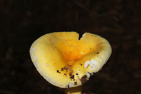 Russula flavida Growing in a hickory-oak dominant forest.
https://www.jungledragon.com/image/101441/russula_flavida.html Geotagged,Russula flavida,Summer,United States