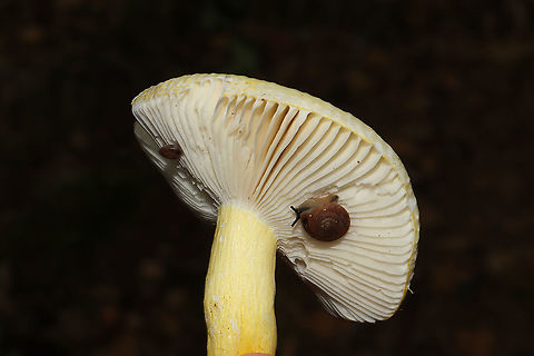 Russula flavida Growing in a hickory-oak dominant forest. 
https://www.jungledragon.com/image/101440/russula_flavida.html Geotagged,Russula flavida,Summer,United States