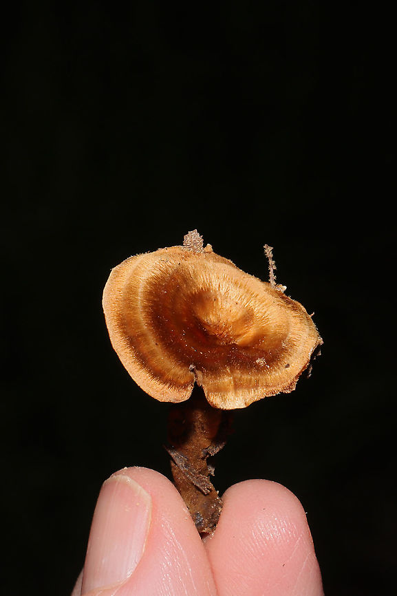 Shiny Cinnamon Polypore (Coltricia cinnamomea) My best guess at an ID. The genus seems pretty solid.<br />
Growing in leaf litter (under mostly hickory and oak) at a dense mixed forest edge.<br />
<figure class="photo"><a href="https://www.jungledragon.com/image/101445/shiny_cinnamon_polypore_coltricia_cinnamomea.html" title="Shiny Cinnamon Polypore (Coltricia cinnamomea)"><img src="https://s3.amazonaws.com/media.jungledragon.com/images/3231/101445_thumb.jpg?AWSAccessKeyId=05GMT0V3GWVNE7GGM1R2&Expires=1767225610&Signature=tqr7b0hQpEdoSt0yn%2F%2BHORTXX1Q%3D" width="102" height="152" alt="Shiny Cinnamon Polypore (Coltricia cinnamomea) My best guess at an ID. The genus seems pretty solid.<br />
Growing in leaf litter (under mostly hickory and oak) at a dense mixed forest edge. <br />
https://www.jungledragon.com/image/101444/shiny_cinnamon_polypore_coltricia_cinnamomea.html<br />
https://www.jungledragon.com/image/101443/shiny_cinnamon_polypore_coltricia_cinnamomea.html Coltricia cinnamomea,Geotagged,Summer,United States" /></a></figure><br />
<figure class="photo"><a href="https://www.jungledragon.com/image/101444/shiny_cinnamon_polypore_coltricia_cinnamomea.html" title="Shiny Cinnamon Polypore (Coltricia cinnamomea)"><img src="https://s3.amazonaws.com/media.jungledragon.com/images/3231/101444_thumb.jpg?AWSAccessKeyId=05GMT0V3GWVNE7GGM1R2&Expires=1767225610&Signature=2Qa6SabA1ouLVa%2BLoWd%2FBnMPnoI%3D" width="200" height="134" alt="Shiny Cinnamon Polypore (Coltricia cinnamomea) My best guess at an ID. The genus seems pretty solid.<br />
Growing in leaf litter (under mostly hickory and oak) at a dense mixed forest edge. <br />
https://www.jungledragon.com/image/101445/shiny_cinnamon_polypore_coltricia_cinnamomea.html<br />
https://www.jungledragon.com/image/101443/shiny_cinnamon_polypore_coltricia_cinnamomea.html Coltricia cinnamomea,Geotagged,Summer,United States" /></a></figure> Coltricia cinnamomea,Geotagged,Summer,United States