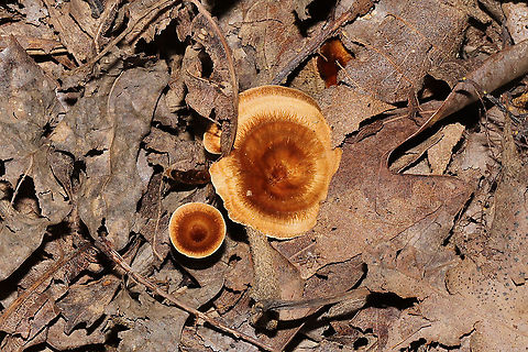 Shiny Cinnamon Polypore (Coltricia cinnamomea) My best guess at an ID. The genus seems pretty solid.
Growing in leaf litter (under mostly hickory and oak) at a dense mixed forest edge. 
https://www.jungledragon.com/image/101445/shiny_cinnamon_polypore_coltricia_cinnamomea.html
https://www.jungledragon.com/image/101443/shiny_cinnamon_polypore_coltricia_cinnamomea.html Coltricia cinnamomea,Geotagged,Summer,United States