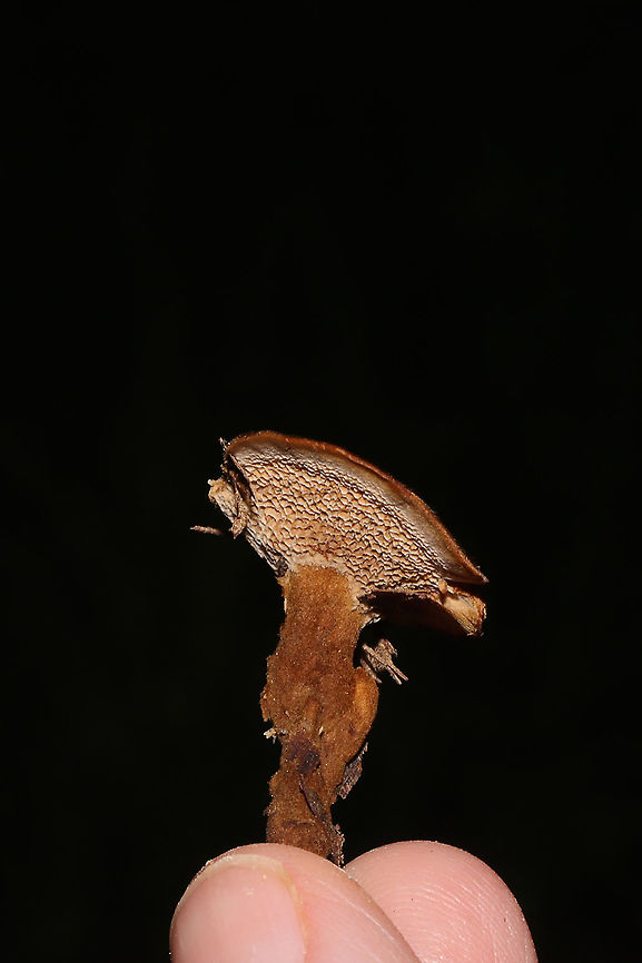 Shiny Cinnamon Polypore (Coltricia cinnamomea) My best guess at an ID. The genus seems pretty solid.<br />
Growing in leaf litter (under mostly hickory and oak) at a dense mixed forest edge. <br />
<figure class="photo"><a href="https://www.jungledragon.com/image/101444/shiny_cinnamon_polypore_coltricia_cinnamomea.html" title="Shiny Cinnamon Polypore (Coltricia cinnamomea)"><img src="https://s3.amazonaws.com/media.jungledragon.com/images/3231/101444_thumb.jpg?AWSAccessKeyId=05GMT0V3GWVNE7GGM1R2&Expires=1767225610&Signature=2Qa6SabA1ouLVa%2BLoWd%2FBnMPnoI%3D" width="200" height="134" alt="Shiny Cinnamon Polypore (Coltricia cinnamomea) My best guess at an ID. The genus seems pretty solid.<br />
Growing in leaf litter (under mostly hickory and oak) at a dense mixed forest edge. <br />
https://www.jungledragon.com/image/101445/shiny_cinnamon_polypore_coltricia_cinnamomea.html<br />
https://www.jungledragon.com/image/101443/shiny_cinnamon_polypore_coltricia_cinnamomea.html Coltricia cinnamomea,Geotagged,Summer,United States" /></a></figure><br />
<figure class="photo"><a href="https://www.jungledragon.com/image/101443/shiny_cinnamon_polypore_coltricia_cinnamomea.html" title="Shiny Cinnamon Polypore (Coltricia cinnamomea)"><img src="https://s3.amazonaws.com/media.jungledragon.com/images/3231/101443_thumb.jpg?AWSAccessKeyId=05GMT0V3GWVNE7GGM1R2&Expires=1767225610&Signature=jh7kmJdz%2BrcHJnLfxll3I%2Bbr5LE%3D" width="102" height="152" alt="Shiny Cinnamon Polypore (Coltricia cinnamomea) My best guess at an ID. The genus seems pretty solid.<br />
Growing in leaf litter (under mostly hickory and oak) at a dense mixed forest edge.<br />
https://www.jungledragon.com/image/101445/shiny_cinnamon_polypore_coltricia_cinnamomea.html<br />
https://www.jungledragon.com/image/101444/shiny_cinnamon_polypore_coltricia_cinnamomea.html Coltricia cinnamomea,Geotagged,Summer,United States" /></a></figure> Coltricia cinnamomea,Geotagged,Summer,United States
