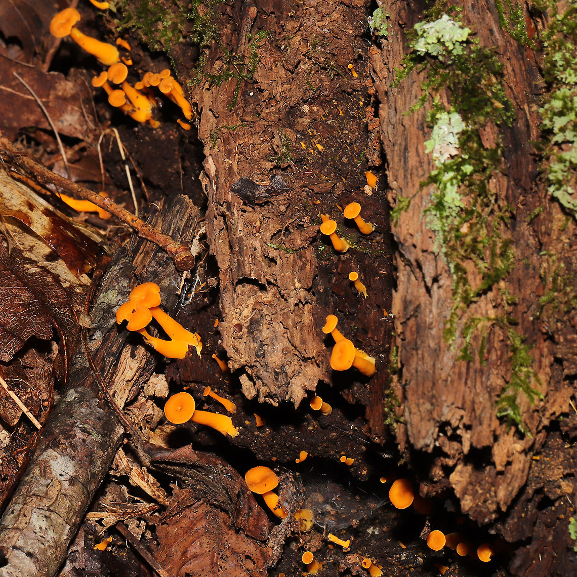 Craterellus ignicolor Growing on highly rotted wood in a dense mixed forest Craterellus ignicolor,Flame Chanterelle,Geotagged,Summer,United States