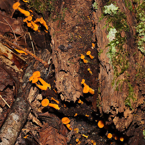 Craterellus ignicolor Growing on highly rotted wood in a dense mixed forest Craterellus ignicolor,Flame Chanterelle,Geotagged,Summer,United States