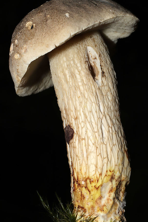 Gray Bolete (Retiboletus griseus) Growing in leaf litter under mostly oak and hickory trees. In a dense mixed forest in Gordon County, Georgia, US.<br />
Cap/upper surface: Brownish gray with white flesh. DNS.<br />
<br />
Fertile surface: Small white/cream pores. Stain light brown when scratched. Turn darker brown after 30 seconds.<br />
<br />
Stipe: Highly reticulate. Transitioning from white/cream (at the apex) to yellow (at the base). Base is slightly tapered. Inner flesh DNS.<br />
<br />
Taste: Mild, nutty.<br />
<br />
Odor: Nutty.<br />
<br />
Chemistry: KOH &ndash; barely noticeable, but light peach tones on cap. Ammonia&mdash;No reaction. Iron salts- No reaction.<br />
<figure class="photo"><a href="https://www.jungledragon.com/image/101479/gray_bolete_retiboletus_griseus.html" title="Gray Bolete (Retiboletus griseus)"><img src="https://s3.amazonaws.com/media.jungledragon.com/images/3231/101479_thumb.jpg?AWSAccessKeyId=05GMT0V3GWVNE7GGM1R2&Expires=1759968010&Signature=n6jM7HB6DqJS%2F4inu89YqadC%2FR8%3D" width="200" height="134" alt="Gray Bolete (Retiboletus griseus) Growing in leaf litter under mostly oak and hickory trees. In a dense mixed forest in Gordon County, Georgia, US.<br />
Cap/upper surface: Brownish gray with white flesh. DNS.<br />
<br />
Fertile surface: Small white/cream pores. Stain light brown when scratched. Turn darker brown after 30 seconds.<br />
<br />
Stipe: Highly reticulate. Transitioning from white/cream (at the apex) to yellow (at the base). Base is slightly tapered. Inner flesh DNS.<br />
<br />
Taste: Mild, nutty.<br />
<br />
Odor: Nutty.<br />
<br />
Chemistry: KOH &ndash; barely noticeable, but light peach tones on cap. Ammonia&mdash;No reaction. Iron salts- No reaction. <br />
https://www.jungledragon.com/image/101478/gray_bolete_retiboletus_griseus.html<br />
https://www.jungledragon.com/image/101477/gray_bolete_retiboletus_griseus.html Geotagged,Retiboletus griseus,Summer,United States" /></a></figure><br />
<figure class="photo"><a href="https://www.jungledragon.com/image/101478/gray_bolete_retiboletus_griseus.html" title="Gray Bolete (Retiboletus griseus)"><img src="https://s3.amazonaws.com/media.jungledragon.com/images/3231/101478_thumb.jpg?AWSAccessKeyId=05GMT0V3GWVNE7GGM1R2&Expires=1759968010&Signature=kyNThUcJcT2NeH61jvaWDdjMW98%3D" width="102" height="152" alt="Gray Bolete (Retiboletus griseus) Growing in leaf litter under mostly oak and hickory trees. In a dense mixed forest in Gordon County, Georgia, US.<br />
Cap/upper surface: Brownish gray with white flesh. DNS.<br />
<br />
Fertile surface: Small white/cream pores. Stain light brown when scratched. Turn darker brown after 30 seconds.<br />
<br />
Stipe: Highly reticulate. Transitioning from white/cream (at the apex) to yellow (at the base). Base is slightly tapered. Inner flesh DNS.<br />
<br />
Taste: Mild, nutty.<br />
<br />
Odor: Nutty.<br />
<br />
Chemistry: KOH &ndash; barely noticeable, but light peach tones on cap. Ammonia&mdash;No reaction. Iron salts- No reaction. <br />
https://www.jungledragon.com/image/101479/gray_bolete_retiboletus_griseus.html<br />
https://www.jungledragon.com/image/101477/gray_bolete_retiboletus_griseus.html Geotagged,Retiboletus griseus,Summer,United States" /></a></figure> Geotagged,Retiboletus griseus,Summer,United States