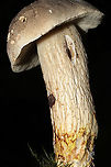 Gray Bolete (Retiboletus griseus) Growing in leaf litter under mostly oak and hickory trees. In a dense mixed forest in Gordon County, Georgia, US.<br />
Cap/upper surface: Brownish gray with white flesh. DNS.<br />
<br />
Fertile surface: Small white/cream pores. Stain light brown when scratched. Turn darker brown after 30 seconds.<br />
<br />
Stipe: Highly reticulate. Transitioning from white/cream (at the apex) to yellow (at the base). Base is slightly tapered. Inner flesh DNS.<br />
<br />
Taste: Mild, nutty.<br />
<br />
Odor: Nutty.<br />
<br />
Chemistry: KOH – barely noticeable, but light peach tones on cap. Ammonia—No reaction. Iron salts- No reaction.<br />
https://www.jungledragon.com/image/101479/gray_bolete_retiboletus_griseus.html<br />
https://www.jungledragon.com/image/101478/gray_bolete_retiboletus_griseus.html Geotagged,Retiboletus griseus,Summer,United States
