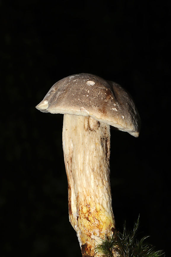 Gray Bolete (Retiboletus griseus) Growing in leaf litter under mostly oak and hickory trees. In a dense mixed forest in Gordon County, Georgia, US.<br />
Cap/upper surface: Brownish gray with white flesh. DNS.<br />
<br />
Fertile surface: Small white/cream pores. Stain light brown when scratched. Turn darker brown after 30 seconds.<br />
<br />
Stipe: Highly reticulate. Transitioning from white/cream (at the apex) to yellow (at the base). Base is slightly tapered. Inner flesh DNS.<br />
<br />
Taste: Mild, nutty.<br />
<br />
Odor: Nutty.<br />
<br />
Chemistry: KOH &ndash; barely noticeable, but light peach tones on cap. Ammonia&mdash;No reaction. Iron salts- No reaction. <br />
<figure class="photo"><a href="https://www.jungledragon.com/image/101479/gray_bolete_retiboletus_griseus.html" title="Gray Bolete (Retiboletus griseus)"><img src="https://s3.amazonaws.com/media.jungledragon.com/images/3231/101479_thumb.jpg?AWSAccessKeyId=05GMT0V3GWVNE7GGM1R2&Expires=1759968010&Signature=n6jM7HB6DqJS%2F4inu89YqadC%2FR8%3D" width="200" height="134" alt="Gray Bolete (Retiboletus griseus) Growing in leaf litter under mostly oak and hickory trees. In a dense mixed forest in Gordon County, Georgia, US.<br />
Cap/upper surface: Brownish gray with white flesh. DNS.<br />
<br />
Fertile surface: Small white/cream pores. Stain light brown when scratched. Turn darker brown after 30 seconds.<br />
<br />
Stipe: Highly reticulate. Transitioning from white/cream (at the apex) to yellow (at the base). Base is slightly tapered. Inner flesh DNS.<br />
<br />
Taste: Mild, nutty.<br />
<br />
Odor: Nutty.<br />
<br />
Chemistry: KOH &ndash; barely noticeable, but light peach tones on cap. Ammonia&mdash;No reaction. Iron salts- No reaction. <br />
https://www.jungledragon.com/image/101478/gray_bolete_retiboletus_griseus.html<br />
https://www.jungledragon.com/image/101477/gray_bolete_retiboletus_griseus.html Geotagged,Retiboletus griseus,Summer,United States" /></a></figure><br />
<figure class="photo"><a href="https://www.jungledragon.com/image/101477/gray_bolete_retiboletus_griseus.html" title="Gray Bolete (Retiboletus griseus)"><img src="https://s3.amazonaws.com/media.jungledragon.com/images/3231/101477_thumb.jpg?AWSAccessKeyId=05GMT0V3GWVNE7GGM1R2&Expires=1759968010&Signature=aE9X2XrM2WVFHQzXHA51DcKam7I%3D" width="102" height="152" alt="Gray Bolete (Retiboletus griseus) Growing in leaf litter under mostly oak and hickory trees. In a dense mixed forest in Gordon County, Georgia, US.<br />
Cap/upper surface: Brownish gray with white flesh. DNS.<br />
<br />
Fertile surface: Small white/cream pores. Stain light brown when scratched. Turn darker brown after 30 seconds.<br />
<br />
Stipe: Highly reticulate. Transitioning from white/cream (at the apex) to yellow (at the base). Base is slightly tapered. Inner flesh DNS.<br />
<br />
Taste: Mild, nutty.<br />
<br />
Odor: Nutty.<br />
<br />
Chemistry: KOH &ndash; barely noticeable, but light peach tones on cap. Ammonia&mdash;No reaction. Iron salts- No reaction.<br />
https://www.jungledragon.com/image/101479/gray_bolete_retiboletus_griseus.html<br />
https://www.jungledragon.com/image/101478/gray_bolete_retiboletus_griseus.html Geotagged,Retiboletus griseus,Summer,United States" /></a></figure> Geotagged,Retiboletus griseus,Summer,United States