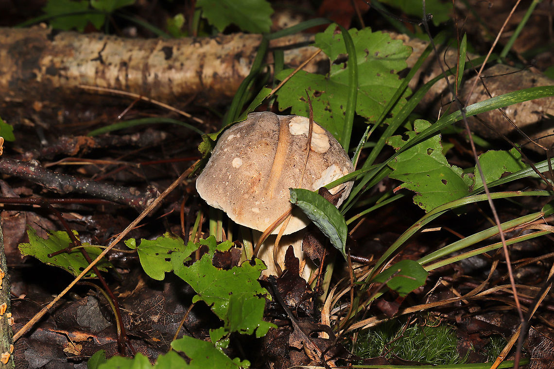 Gray Bolete (Retiboletus griseus) Growing in leaf litter under mostly oak and hickory trees. In a dense mixed forest in Gordon County, Georgia, US.<br />
Cap/upper surface: Brownish gray with white flesh. DNS.<br />
<br />
Fertile surface: Small white/cream pores. Stain light brown when scratched. Turn darker brown after 30 seconds.<br />
<br />
Stipe: Highly reticulate. Transitioning from white/cream (at the apex) to yellow (at the base). Base is slightly tapered. Inner flesh DNS.<br />
<br />
Taste: Mild, nutty.<br />
<br />
Odor: Nutty.<br />
<br />
Chemistry: KOH &ndash; barely noticeable, but light peach tones on cap. Ammonia&mdash;No reaction. Iron salts- No reaction. <br />
<figure class="photo"><a href="https://www.jungledragon.com/image/101478/gray_bolete_retiboletus_griseus.html" title="Gray Bolete (Retiboletus griseus)"><img src="https://s3.amazonaws.com/media.jungledragon.com/images/3231/101478_thumb.jpg?AWSAccessKeyId=05GMT0V3GWVNE7GGM1R2&Expires=1767225610&Signature=aIDwJ1BH6K1Mcmv0NpO5sFYKcfU%3D" width="102" height="152" alt="Gray Bolete (Retiboletus griseus) Growing in leaf litter under mostly oak and hickory trees. In a dense mixed forest in Gordon County, Georgia, US.<br />
Cap/upper surface: Brownish gray with white flesh. DNS.<br />
<br />
Fertile surface: Small white/cream pores. Stain light brown when scratched. Turn darker brown after 30 seconds.<br />
<br />
Stipe: Highly reticulate. Transitioning from white/cream (at the apex) to yellow (at the base). Base is slightly tapered. Inner flesh DNS.<br />
<br />
Taste: Mild, nutty.<br />
<br />
Odor: Nutty.<br />
<br />
Chemistry: KOH &ndash; barely noticeable, but light peach tones on cap. Ammonia&mdash;No reaction. Iron salts- No reaction. <br />
https://www.jungledragon.com/image/101479/gray_bolete_retiboletus_griseus.html<br />
https://www.jungledragon.com/image/101477/gray_bolete_retiboletus_griseus.html Geotagged,Retiboletus griseus,Summer,United States" /></a></figure><br />
<figure class="photo"><a href="https://www.jungledragon.com/image/101477/gray_bolete_retiboletus_griseus.html" title="Gray Bolete (Retiboletus griseus)"><img src="https://s3.amazonaws.com/media.jungledragon.com/images/3231/101477_thumb.jpg?AWSAccessKeyId=05GMT0V3GWVNE7GGM1R2&Expires=1767225610&Signature=V6I%2BVFrNeUZ8H31fwI2yI2%2F4Kus%3D" width="102" height="152" alt="Gray Bolete (Retiboletus griseus) Growing in leaf litter under mostly oak and hickory trees. In a dense mixed forest in Gordon County, Georgia, US.<br />
Cap/upper surface: Brownish gray with white flesh. DNS.<br />
<br />
Fertile surface: Small white/cream pores. Stain light brown when scratched. Turn darker brown after 30 seconds.<br />
<br />
Stipe: Highly reticulate. Transitioning from white/cream (at the apex) to yellow (at the base). Base is slightly tapered. Inner flesh DNS.<br />
<br />
Taste: Mild, nutty.<br />
<br />
Odor: Nutty.<br />
<br />
Chemistry: KOH &ndash; barely noticeable, but light peach tones on cap. Ammonia&mdash;No reaction. Iron salts- No reaction.<br />
https://www.jungledragon.com/image/101479/gray_bolete_retiboletus_griseus.html<br />
https://www.jungledragon.com/image/101478/gray_bolete_retiboletus_griseus.html Geotagged,Retiboletus griseus,Summer,United States" /></a></figure> Geotagged,Retiboletus griseus,Summer,United States