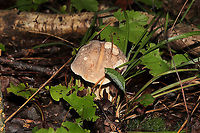 Gray Bolete (Retiboletus griseus) Growing in leaf litter under mostly oak and hickory trees. In a dense mixed forest in Gordon County, Georgia, US.<br />
Cap/upper surface: Brownish gray with white flesh. DNS.<br />
<br />
Fertile surface: Small white/cream pores. Stain light brown when scratched. Turn darker brown after 30 seconds.<br />
<br />
Stipe: Highly reticulate. Transitioning from white/cream (at the apex) to yellow (at the base). Base is slightly tapered. Inner flesh DNS.<br />
<br />
Taste: Mild, nutty.<br />
<br />
Odor: Nutty.<br />
<br />
Chemistry: KOH – barely noticeable, but light peach tones on cap. Ammonia—No reaction. Iron salts- No reaction. <br />
https://www.jungledragon.com/image/101478/gray_bolete_retiboletus_griseus.html<br />
https://www.jungledragon.com/image/101477/gray_bolete_retiboletus_griseus.html Geotagged,Retiboletus griseus,Summer,United States