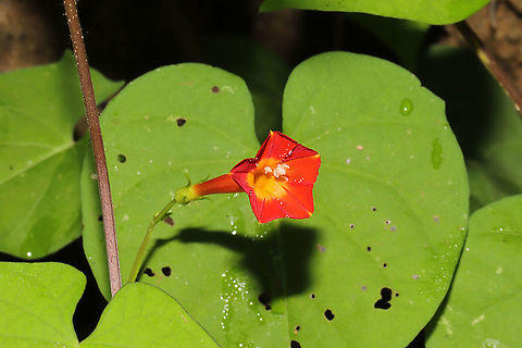 Red Morning Glory (Ipomoea coccinea) These volunteered on the topsoil that we brought in to rehab our homesite soil and to use in our garden! What a wonderful surprise! Geotagged,Ipomoea coccinea,Red Morning Glory,Summer,United States