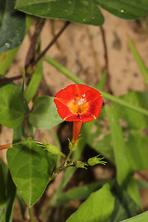 Red Morning Glory (Ipomoea coccinea) These volunteered on the topsoil that we brought in to rehab our homesite soil and to use in our garden! What a wonderful surprise! Geotagged,Ipomoea coccinea,Red Morning Glory,Summer,United States