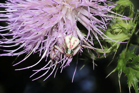 White-banded Crab Spider (Misumenoides formosipes) On Cirsium altissimum at a dense mixed forest edge Geotagged,Misumenoides formosipes,Summer,United States