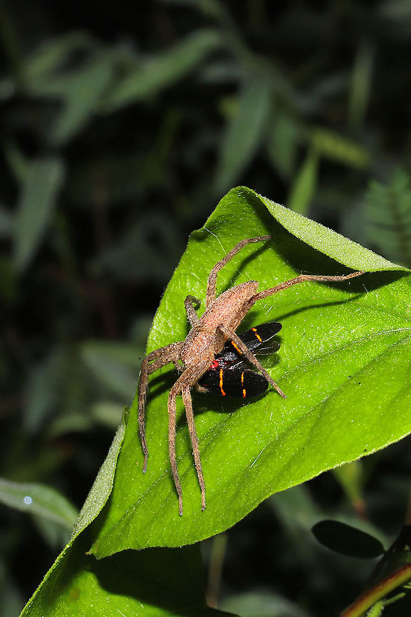 American Nursery Web Spider (Pisaurina mira) with Two-lined Spittlebug (Prosapia bicincta) Prey This lovely spider was rewarded with a delicious lunch after laying in wait within its leaf shelter. <br />
<figure class="photo"><a href="https://www.jungledragon.com/image/101519/american_nursery_web_spider_pisaurina_mira_with_two-lined_spittlebug_prosapia_bicincta_prey.html" title="American Nursery Web Spider (Pisaurina mira) with Two-lined Spittlebug (Prosapia bicincta) Prey"><img src="https://s3.amazonaws.com/media.jungledragon.com/images/3231/101519_thumb.jpg?AWSAccessKeyId=05GMT0V3GWVNE7GGM1R2&Expires=1759968010&Signature=DhaentAkfXytkACqB%2Fq10BOvULY%3D" width="200" height="134" alt="American Nursery Web Spider (Pisaurina mira) with Two-lined Spittlebug (Prosapia bicincta) Prey This lovely spider was rewarded with a delicious lunch after laying in wait within its leaf shelter.<br />
https://www.jungledragon.com/image/101518/american_nursery_web_spider_pisaurina_mira_with_two-lined_spittlebug_prosapia_bicincta_prey.html Geotagged,Pisaurina mira,Summer,United States" /></a></figure> Geotagged,Pisaurina mira,Summer,United States