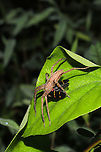 American Nursery Web Spider (Pisaurina mira) with Two-lined Spittlebug (Prosapia bicincta) Prey This lovely spider was rewarded with a delicious lunch after laying in wait within its leaf shelter. <br />
https://www.jungledragon.com/image/101519/american_nursery_web_spider_pisaurina_mira_with_two-lined_spittlebug_prosapia_bicincta_prey.html Geotagged,Pisaurina mira,Summer,United States
