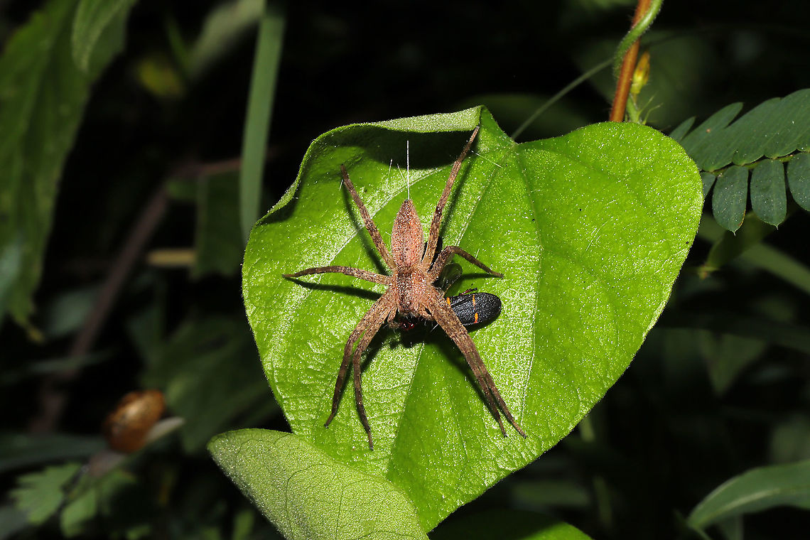 American Nursery Web Spider (Pisaurina mira) with Two-lined Spittlebug (Prosapia bicincta) Prey This lovely spider was rewarded with a delicious lunch after laying in wait within its leaf shelter.<br />
<figure class="photo"><a href="https://www.jungledragon.com/image/101518/american_nursery_web_spider_pisaurina_mira_with_two-lined_spittlebug_prosapia_bicincta_prey.html" title="American Nursery Web Spider (Pisaurina mira) with Two-lined Spittlebug (Prosapia bicincta) Prey"><img src="https://s3.amazonaws.com/media.jungledragon.com/images/3231/101518_thumb.jpg?AWSAccessKeyId=05GMT0V3GWVNE7GGM1R2&Expires=1759968010&Signature=SQUWRq5UlahF1J1HHgbb62LOkbY%3D" width="102" height="152" alt="American Nursery Web Spider (Pisaurina mira) with Two-lined Spittlebug (Prosapia bicincta) Prey This lovely spider was rewarded with a delicious lunch after laying in wait within its leaf shelter. <br />
https://www.jungledragon.com/image/101519/american_nursery_web_spider_pisaurina_mira_with_two-lined_spittlebug_prosapia_bicincta_prey.html Geotagged,Pisaurina mira,Summer,United States" /></a></figure> Geotagged,Pisaurina mira,Summer,United States