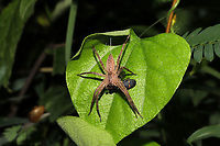 American Nursery Web Spider (Pisaurina mira) with Two-lined Spittlebug (Prosapia bicincta) Prey This lovely spider was rewarded with a delicious lunch after laying in wait within its leaf shelter.<br />
https://www.jungledragon.com/image/101518/american_nursery_web_spider_pisaurina_mira_with_two-lined_spittlebug_prosapia_bicincta_prey.html Geotagged,Pisaurina mira,Summer,United States