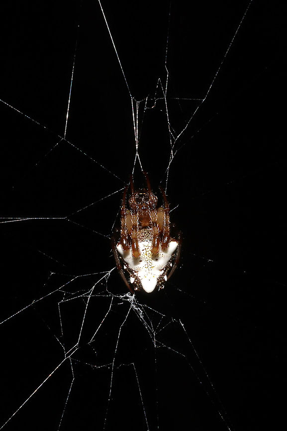Arrowhead Orbweaver (Verrucosa arenata) A really common spider around these parts. They like building large webs across dirt roads and hiking trails--meaning they are the most likely spider to get on your face! Haha! Arrowhead spider,Geotagged,Summer,United States,Verrucosa arenata