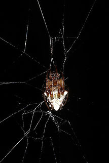 Arrowhead Orbweaver (Verrucosa arenata) A really common spider around these parts. They like building large webs across dirt roads and hiking trails--meaning they are the most likely spider to get on your face! Haha! Arrowhead spider,Geotagged,Summer,United States,Verrucosa arenata