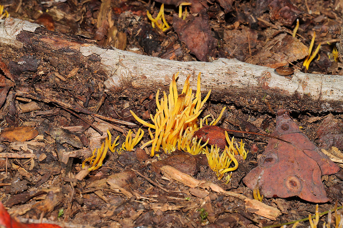 Golden Spindles (Clavulinopsis fusiformis) Growing near a seasonal stream in a densely wooded valley. Clavulinopsis fusiformis,Geotagged,Golden spindles,Summer,United States