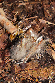 Parasitized Golden Spindles (Clavulinopsis fusiformis) Two different parasites on Golden Spindles (Clavulinopsis fusiformis)? Or are they one in the same? This looks photo like a Syzgites megalocarpus infection, but I'm not sure if the other is? Growing near a seasonal stream in a densely wooded valley. 
https://www.jungledragon.com/image/101527/parasitized_golden_spindles_clavulinopsis_fusiformis.html Geotagged,Summer,Syzygites megalocarpus,United States
