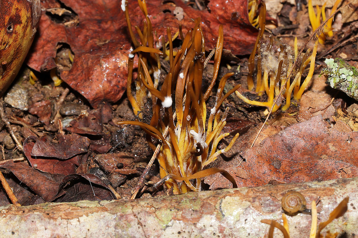 Parasitized Golden Spindles (Clavulinopsis fusiformis) Two different parasites on Golden Spindles (Clavulinopsis fusiformis)? Or are they one in the same? The other photo looks like a Syzgites megalocarpus infection, but I&#039;m not sure if the other is? Growing near a seasonal stream in a densely wooded valley. <br />
<figure class="photo"><a href="https://www.jungledragon.com/image/101526/parasitized_golden_spindles_clavulinopsis_fusiformis.html" title="Parasitized Golden Spindles (Clavulinopsis fusiformis)"><img src="https://s3.amazonaws.com/media.jungledragon.com/images/3231/101526_thumb.jpg?AWSAccessKeyId=05GMT0V3GWVNE7GGM1R2&Expires=1765411210&Signature=LLPKumRBUOpxAzA%2FJ4OD6Of0ckE%3D" width="102" height="152" alt="Parasitized Golden Spindles (Clavulinopsis fusiformis) Two different parasites on Golden Spindles (Clavulinopsis fusiformis)? Or are they one in the same? This looks photo like a Syzgites megalocarpus infection, but I&#039;m not sure if the other is? Growing near a seasonal stream in a densely wooded valley. <br />
https://www.jungledragon.com/image/101527/parasitized_golden_spindles_clavulinopsis_fusiformis.html Geotagged,Summer,Syzygites megalocarpus,United States" /></a></figure> Geotagged,Summer,United States