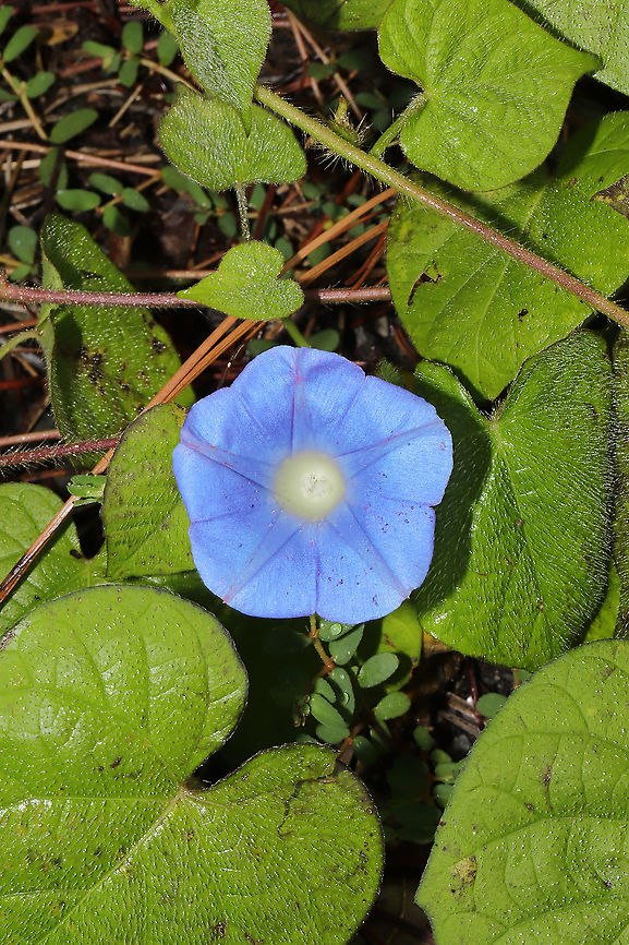 Ivy-leaved Morning-Glory (Ipomoea hederacea) Growing on a lakeside trail Geotagged,Ipomoea hederacea,Ivy-leaved morning glory,Summer,United States