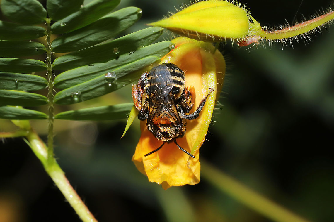 Long-horned Bee (Tribe Eucerini)? Sleeping bee on partridge pea at a meadowy clearing near a forest edge Geotagged,Summer,United States