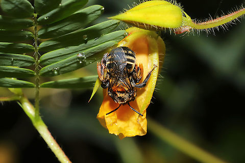 Long-horned Bee (Tribe Eucerini)? Sleeping bee on partridge pea at a meadowy clearing near a forest edge Geotagged,Summer,United States