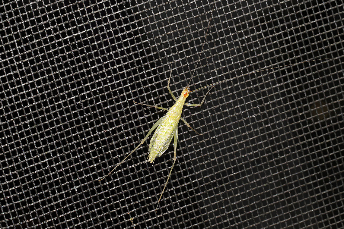 Narrow-winged Tree Cricket (Oecanthus niveus) A cricket hanging out on my screen door at a dense mixed forest edge Geotagged,Narrow-winged Tree Cricket,Oecanthus niveus,Summer,United States