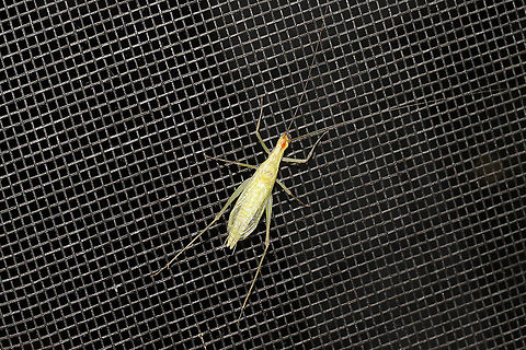 Narrow-winged Tree Cricket (Oecanthus niveus) A cricket hanging out on my screen door at a dense mixed forest edge Geotagged,Narrow-winged Tree Cricket,Oecanthus niveus,Summer,United States
