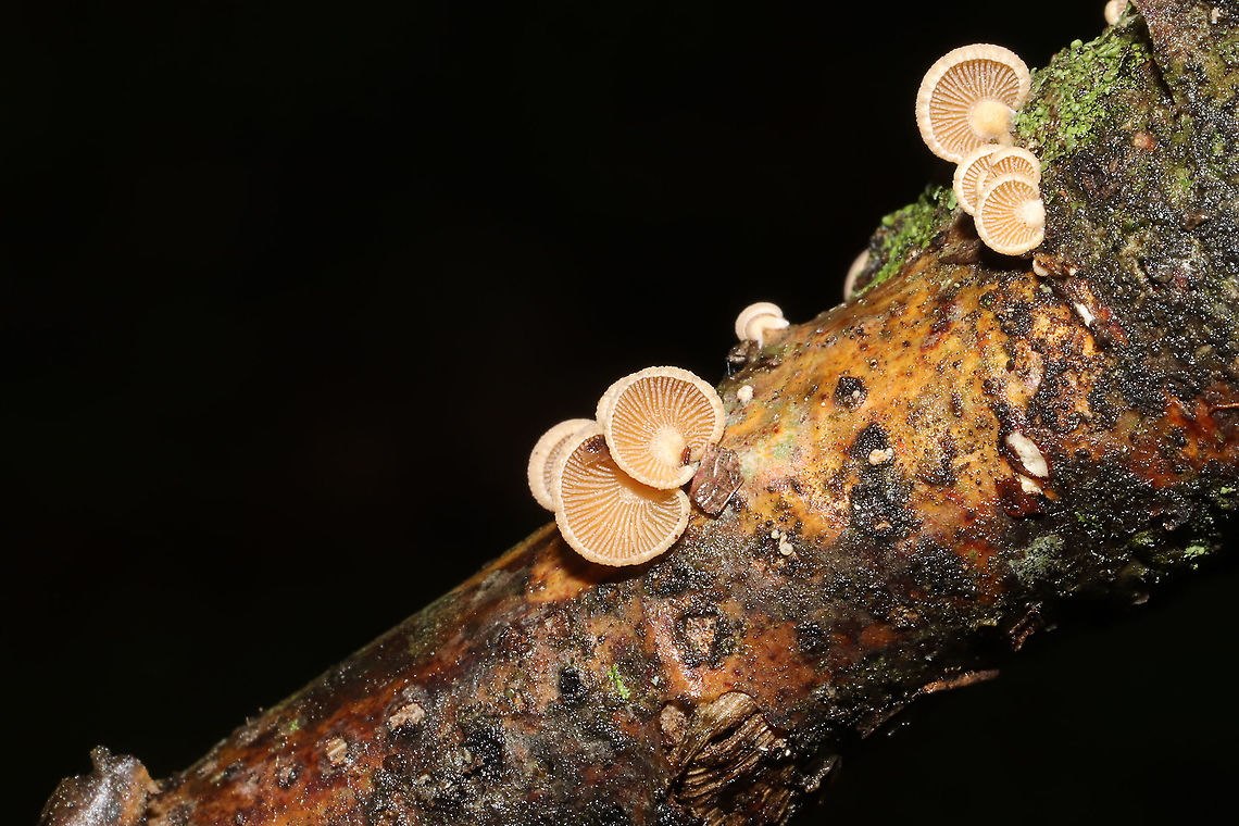 Luminescent Panellus (Panellus stipticus) Growing on a hardwood branch at a dense mixed forest edge.<br />
<figure class="photo"><a href="https://www.jungledragon.com/image/101593/luminescent_panellus_panellus_stipticus.html" title="Luminescent Panellus (Panellus stipticus)"><img src="https://s3.amazonaws.com/media.jungledragon.com/images/3231/101593_thumb.jpg?AWSAccessKeyId=05GMT0V3GWVNE7GGM1R2&Expires=1759968010&Signature=cpwouxWXVG1MwZE5OnH3e8dqoyg%3D" width="200" height="134" alt="Luminescent Panellus (Panellus stipticus) Growing on a hardwood branch at a dense mixed forest edge. <br />
https://www.jungledragon.com/image/101591/luminescent_panellus_panellus_stipticus.html Bitter oyster,Geotagged,Panellus stipticus,Summer,United States" /></a></figure> Bitter oyster,Geotagged,Panellus stipticus,Summer,United States