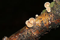 Luminescent Panellus (Panellus stipticus) Growing on a hardwood branch at a dense mixed forest edge.<br />
https://www.jungledragon.com/image/101593/luminescent_panellus_panellus_stipticus.html Bitter oyster,Geotagged,Panellus stipticus,Summer,United States