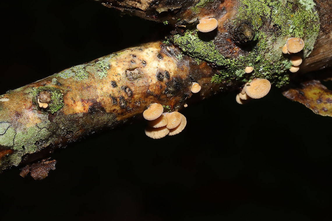 Luminescent Panellus (Panellus stipticus) Growing on a hardwood branch at a dense mixed forest edge. <br />
<figure class="photo"><a href="https://www.jungledragon.com/image/101591/luminescent_panellus_panellus_stipticus.html" title="Luminescent Panellus (Panellus stipticus)"><img src="https://s3.amazonaws.com/media.jungledragon.com/images/3231/101591_thumb.jpg?AWSAccessKeyId=05GMT0V3GWVNE7GGM1R2&Expires=1769040010&Signature=%2F%2FRbHS5nC2HpSPjZoYU66Yl%2B698%3D" width="200" height="134" alt="Luminescent Panellus (Panellus stipticus) Growing on a hardwood branch at a dense mixed forest edge.<br />
https://www.jungledragon.com/image/101593/luminescent_panellus_panellus_stipticus.html Bitter oyster,Geotagged,Panellus stipticus,Summer,United States" /></a></figure> Bitter oyster,Geotagged,Panellus stipticus,Summer,United States