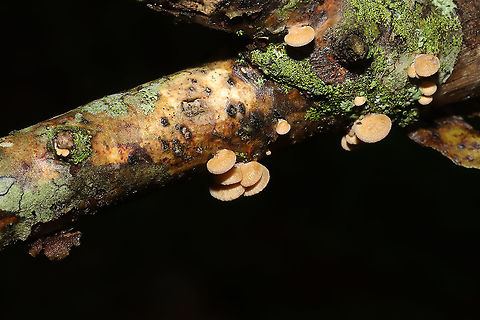 Luminescent Panellus (Panellus stipticus) Growing on a hardwood branch at a dense mixed forest edge. 
https://www.jungledragon.com/image/101591/luminescent_panellus_panellus_stipticus.html Bitter oyster,Geotagged,Panellus stipticus,Summer,United States