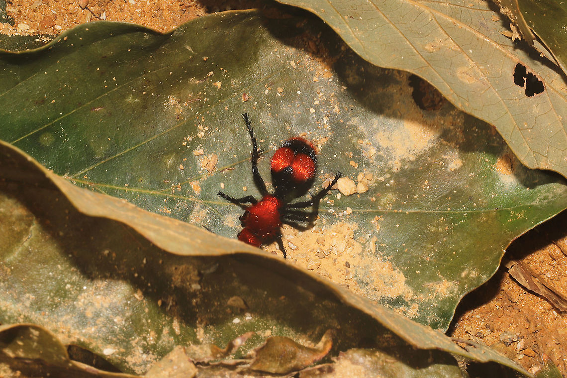 Common Eastern Velvet Ant (Dasymutilla occidentalis) At a disturbed mixed forest edge. Dasymutilla occidentalis,Geotagged,Summer,United States