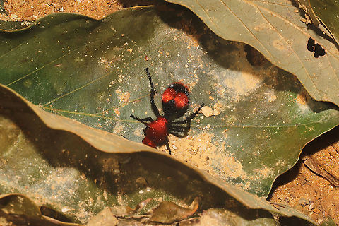 Common Eastern Velvet Ant (Dasymutilla occidentalis) At a disturbed mixed forest edge. Dasymutilla occidentalis,Geotagged,Summer,United States