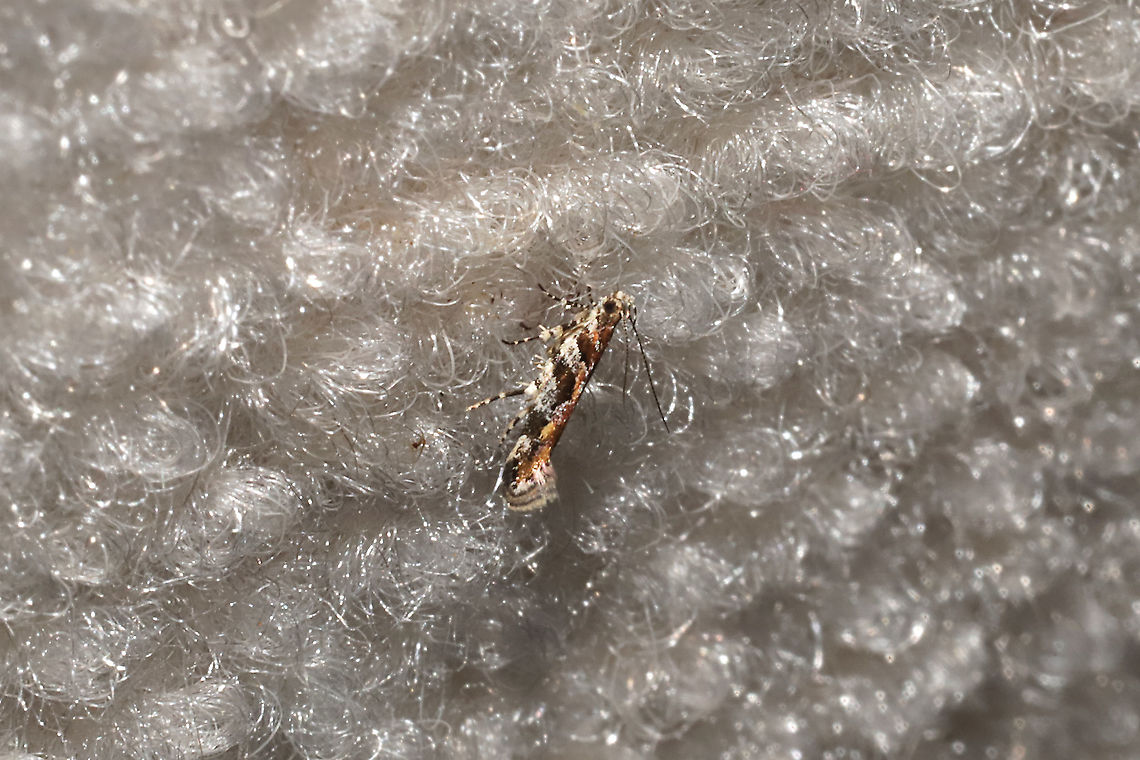 Aristotelia sp. On my bedroom ceiling in an RV at a dense mixed forest edge. Geotagged,Summer,United States